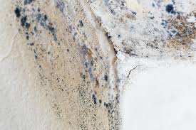 Why You Should Choose Our Mold Remediation Services in Apex, NC